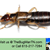 The Bug Man, LLC - Pest Management in Murfreesboro, TN - Gallery Photo 5