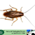 The Bug Man, LLC - Pest Management in Murfreesboro, TN - Gallery Photo 4