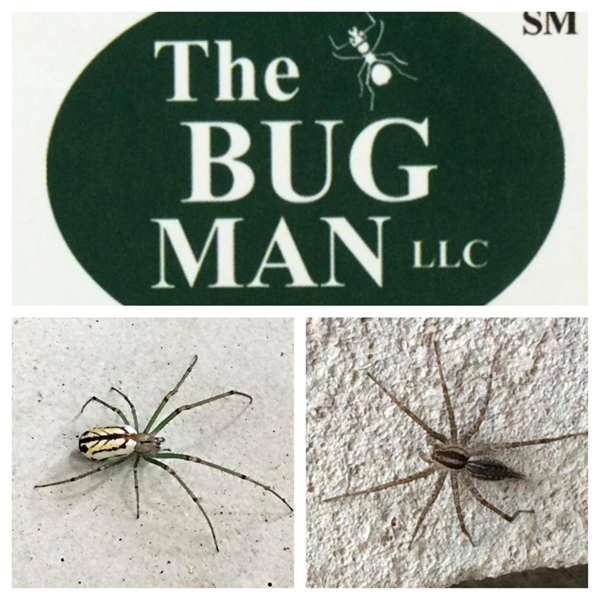 bug man