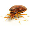 Bed Bug Solutions